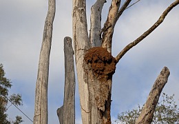 Termiitit Australiassa
